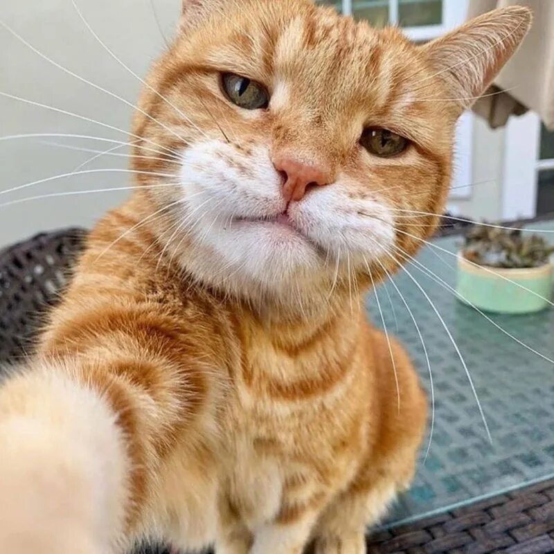 Удивленный кот. Морда кота. Удивленный кот. Кот лыбится. Забавный взгляд.