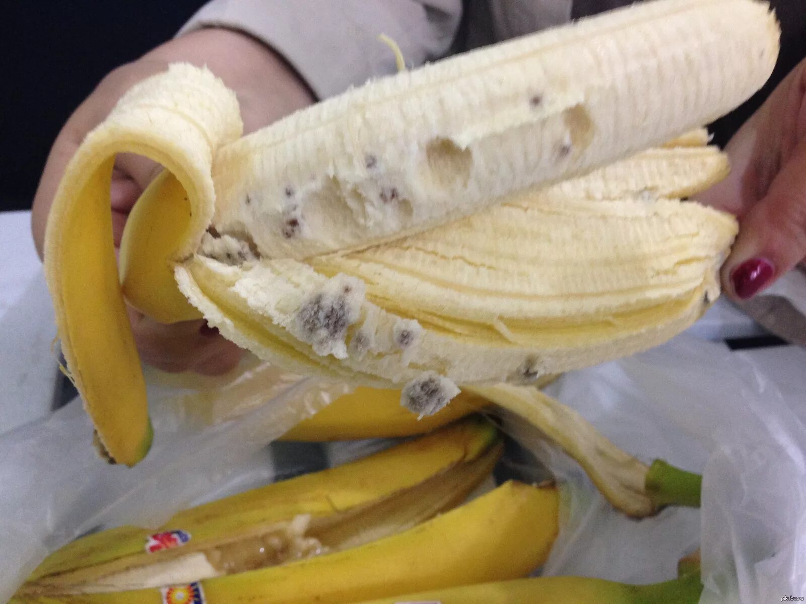 Видео где банан. Личинки бананового паука. Банановый Странствующий паук. Бразильский Странствующий (банановый) паук.
