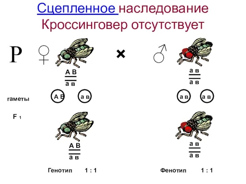 Задачи на сцепленное наследование генов 10 класс. Сцепленное наследование признаков 10кл. Сцепленное наследование признаков генетика. Схема неполного сцепленного наследования. Некроссоверные особи