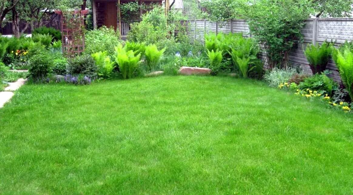 Клеверный газон подстригание. Райграс овсяница тимофеевка. Мятлик луговой барон. Газон в саду. Оградить газон асбестовым листом.