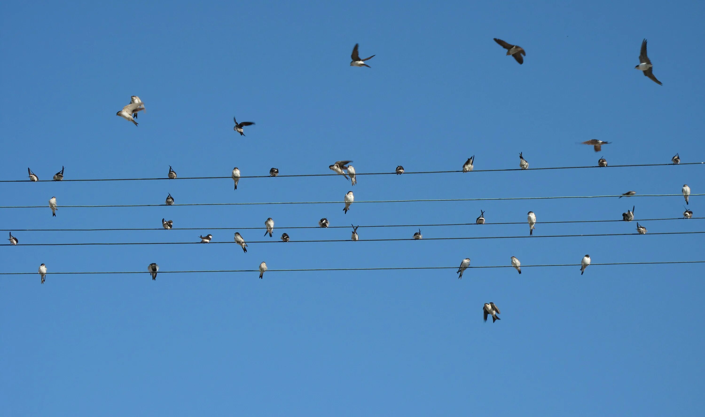 Песня two birds on a wire. Птички на проводе. Птицы сидят на проводах. Куча птиц на проводе. Много птиц на проводах.