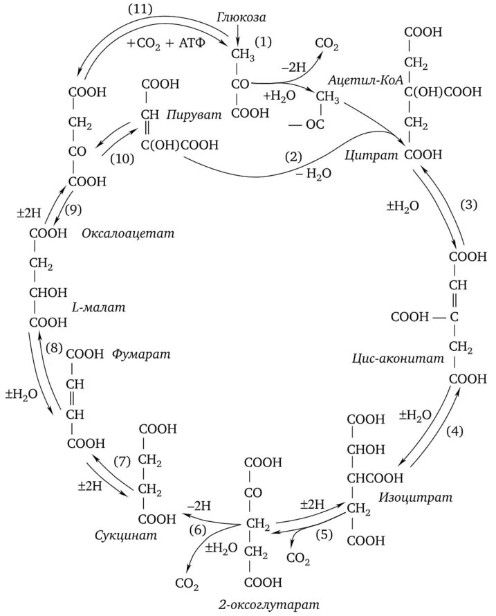 В цикле кребса образуется атф. Цикл трикарбоновых кислот Кребса биохимия. Цикл трикарбоновых кислот биохимия кратко. Пируват цикл Кребса схема. Цикл Кребса изоцитратдегидрогеназа.