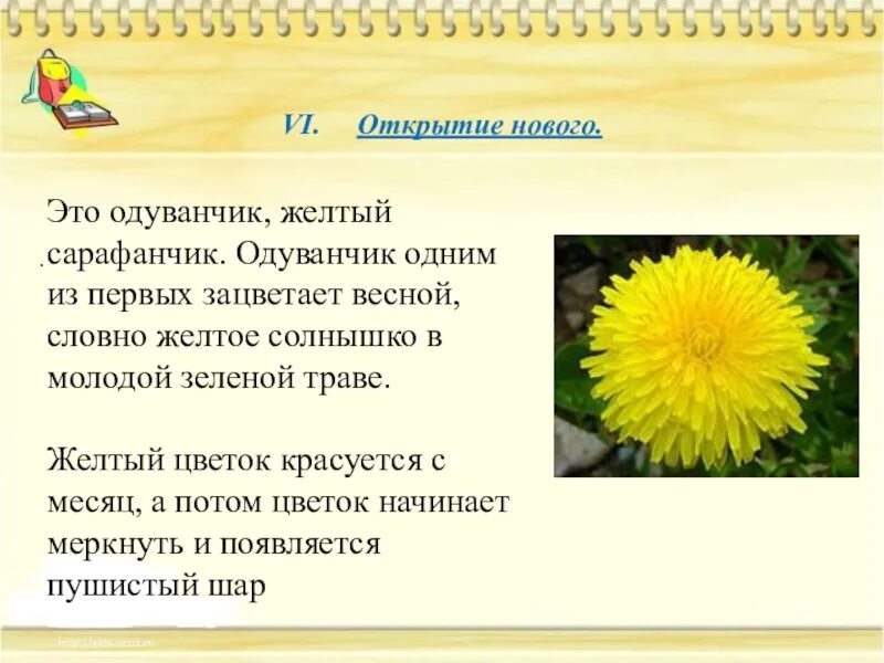 Одуванчик произведение 2 класс. Описание желтого одуванчика. Одуванчик желтый сарафанчик. Маленькое сочинение на тему одуванчик. Рассказ про одуванчик.