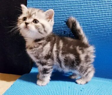 Котята в минске