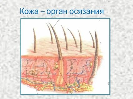 Кожа осязание глаз
