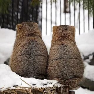 Позитивчик (фото, видео, рассказы для хорошего настроения)