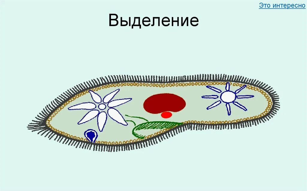 Какие вакуоли у инфузории туфельки. Выделение инфузория туфелька 7 класс. Инфузория туфелька сократительная вакуоль. Выделительная система инфузории туфельки. Выделительная система инфузории.