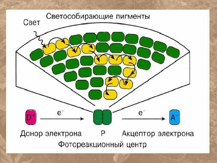 Пигмент участвовавший в фотосинтезе. Фотосистема 2. Фотосистема 2 фотосинтез. Светособирающие комплексы фотосинтез. Фотосистема строение.