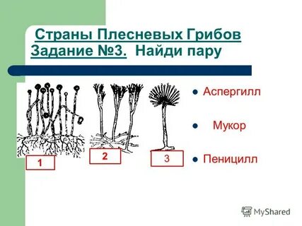 Чем отличается гриб мукор от пеницилла