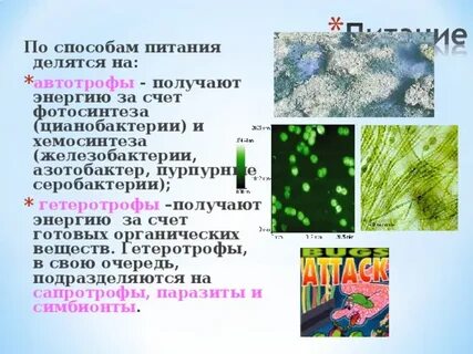 Способ питания цианобактерий