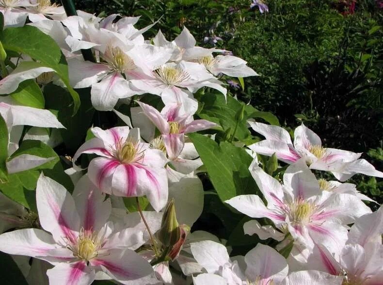 Клематис сорт андромеда. Клематис андромеда. клематис clematis andromeda. клематис андромеда clematis andromeda. клематис пиилу.