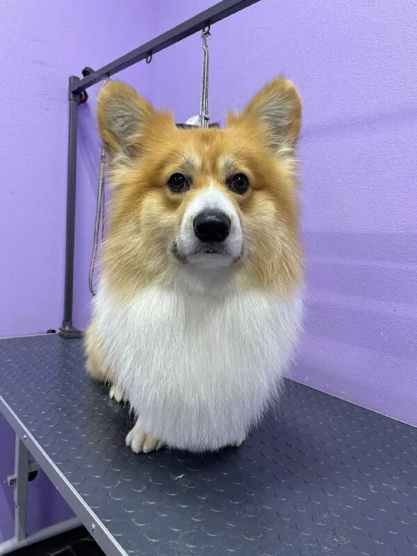 @raviss:пушистый рай. пушистый рай чита. пушистый рай 2024. @raviss:пушистый рай. пушистый рай.