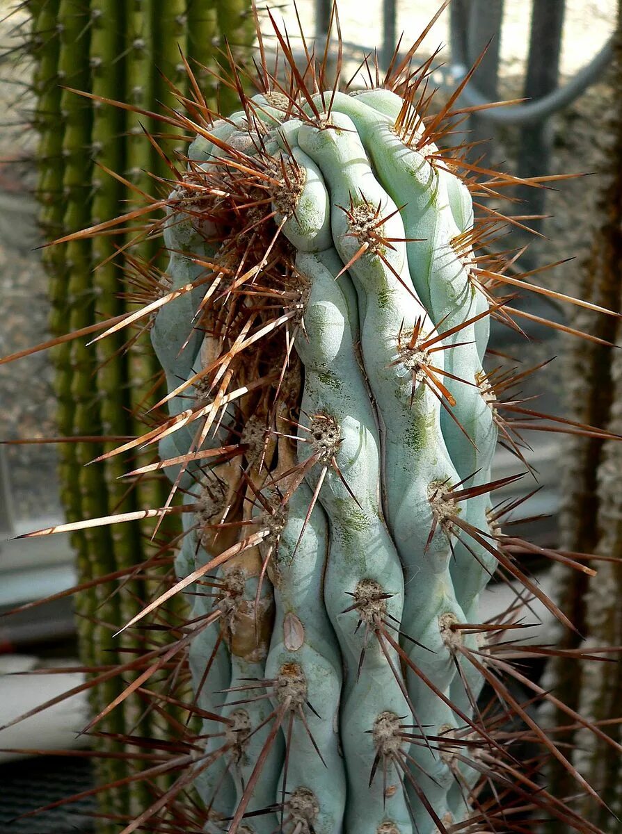 Корни кактуса