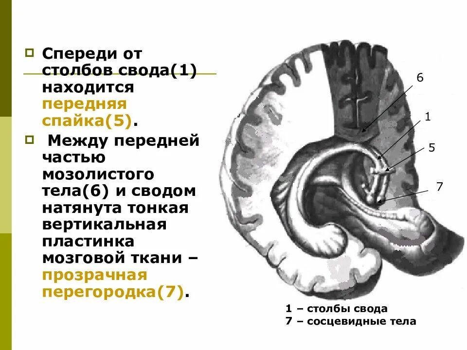 Спайки головного мозга. Спайка свода анатомия. Столбы свода головного мозга. Свод мозолистое тело и прозрачная перегородка. Передняя спайка мозолистого тела.