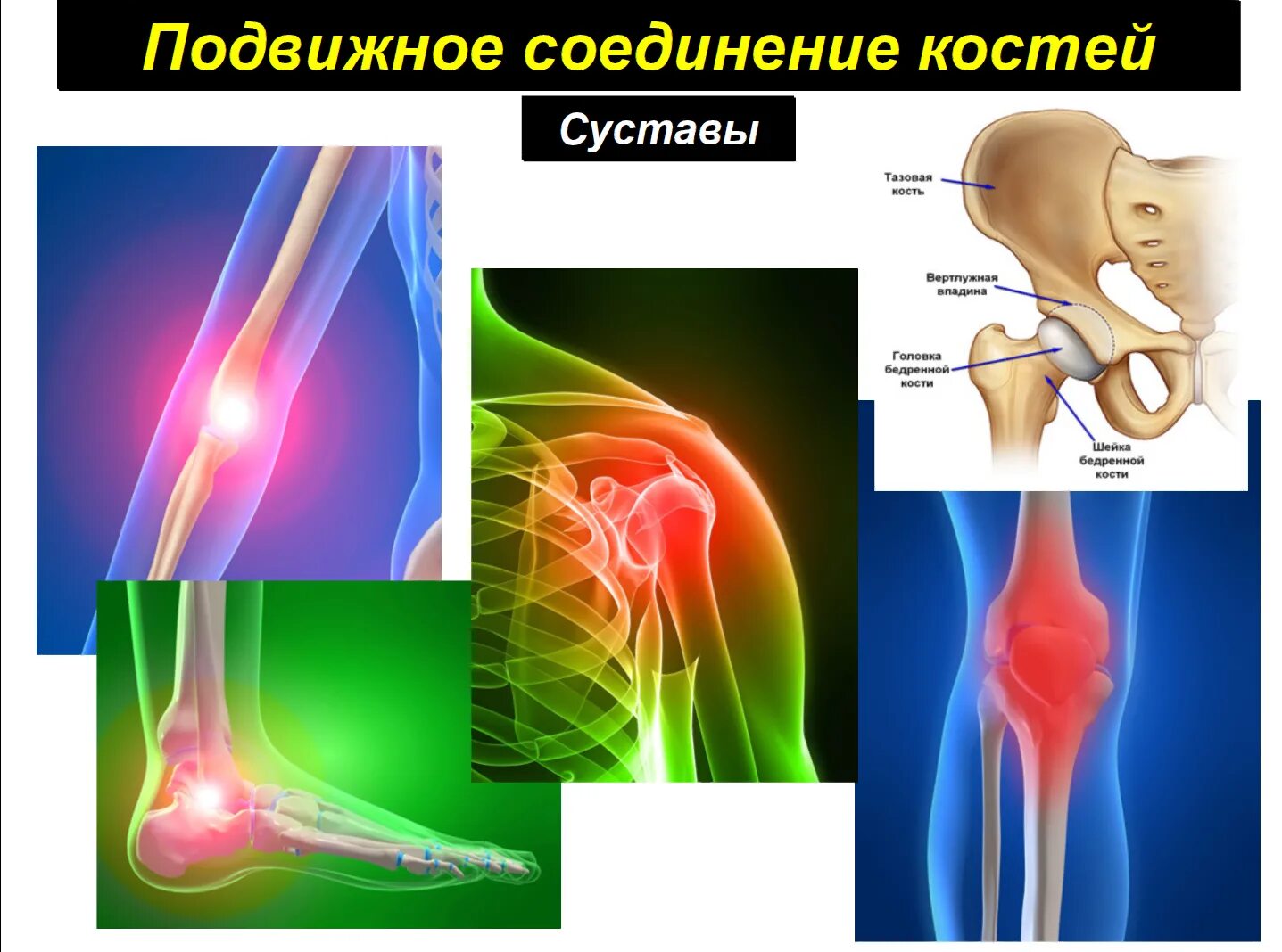 Подвижное соединение костей суставы. Соединение костей суставы. Кости подвижное соединение. Подвижные соединения суставы. Подвижные соединения костей.