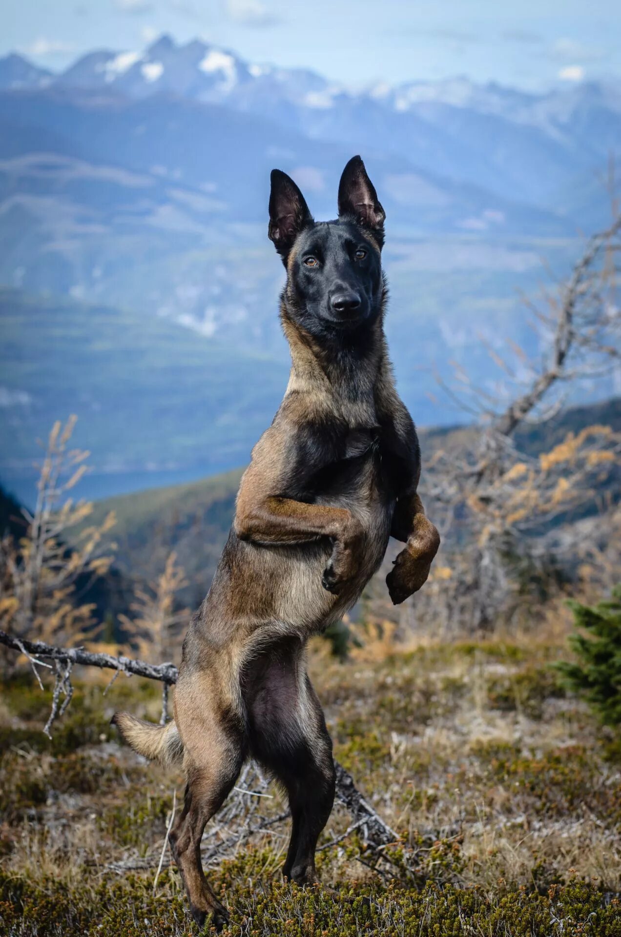 Pin by Mary S. Picklesimer on Belgian Shepherd Malinois dog, Dogs, Belgian malin