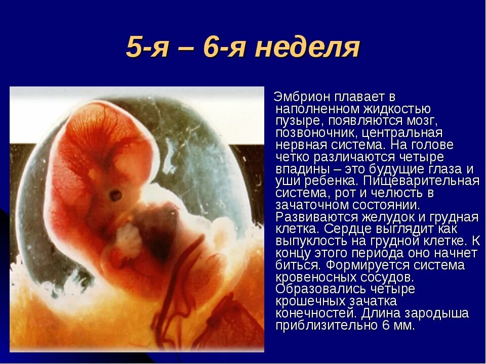 Плод 5 6 недель