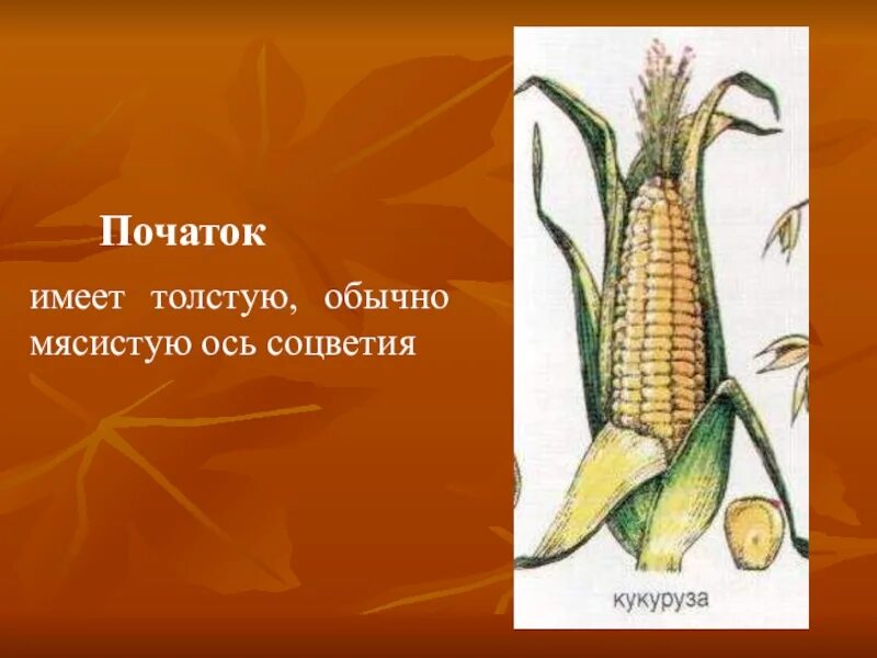 Простой початок. Початок характеристика. Початок растение. Початок биология. Строение початка.