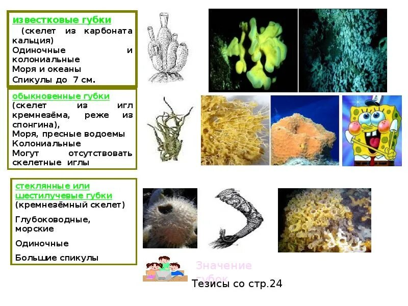 Многоклеточные организмы возникли в эру. Таблица Тип губки 7 класс биология. Тип губки классы известковые стеклянные обыкновенные таблица. Скелет известковой губки. Губки известковые стеклянные обыкновенные.