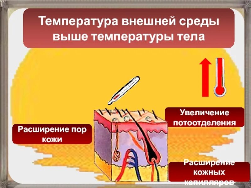 Повышенная температура кожи. Температура кожных покровов. температура кожи человека. расширение сосудов кожи. терморегуляционная функция кожи.