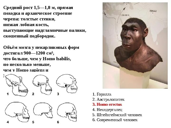 Особенности строения черепа человека разумного. Развитые надбровные валики. Крупные надбровные дуги. Развитый подбородочный выступ череп