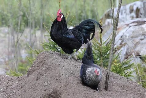 Курица с черными ногами