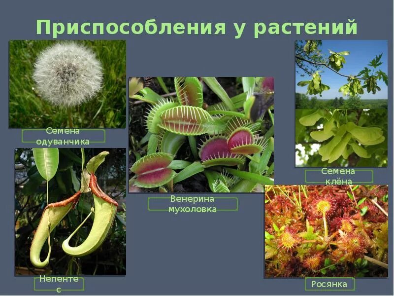 Приспособленность растений к среде обитания примеры Какие приспособления растений и животных вы знаете: найдено 79 изображений