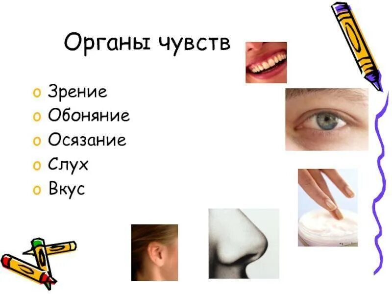 Чувства человека обоняние осязание зрение слух и. Предложение с словом обоняние и осязание. Органы чувств. Предложение с словом обоняние и осязание. Предложение со словом обоняние и осязание.