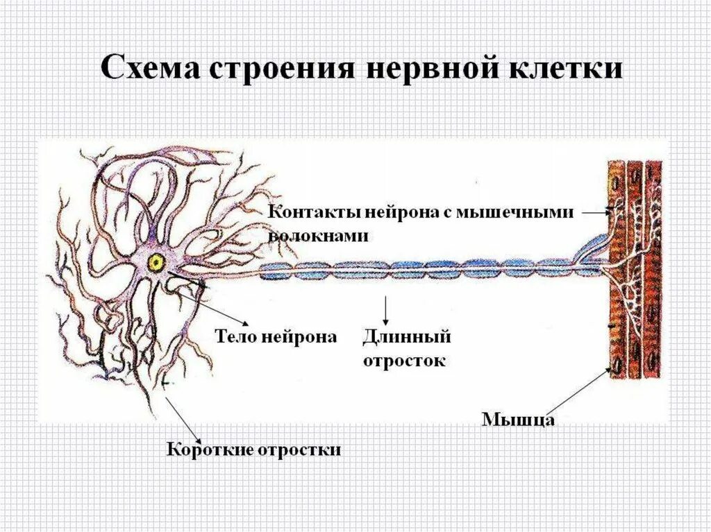 Схема строения нервной клетки анатомия. Схема строения нервной ткани. Строение нейрона схема нервная ткань. Схема нервная ткань Нейроны отростки.