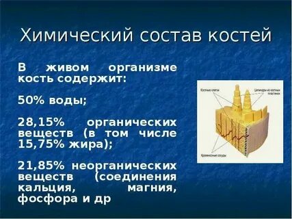 В состав костей входят и вещества