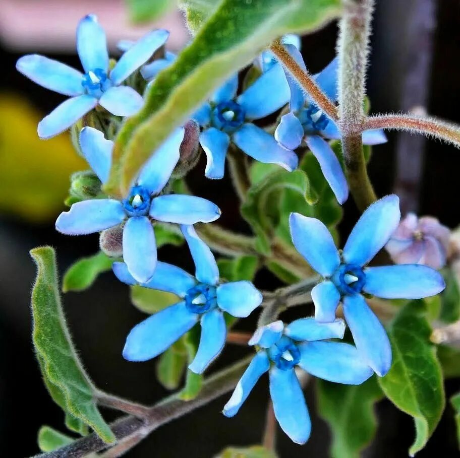 Blue star цветок. Крокусы, пушкиния, сцилла. Цветок голубая звезда. Лаурентия речная. Aristea ecklonii.