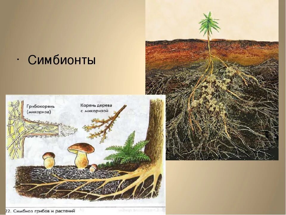 Образуют микоризу с корнями растений. Грибная микориза. Микориза с грибами-симбионтами. Микориза и симбионты. Эктоэндотрофная микориза.