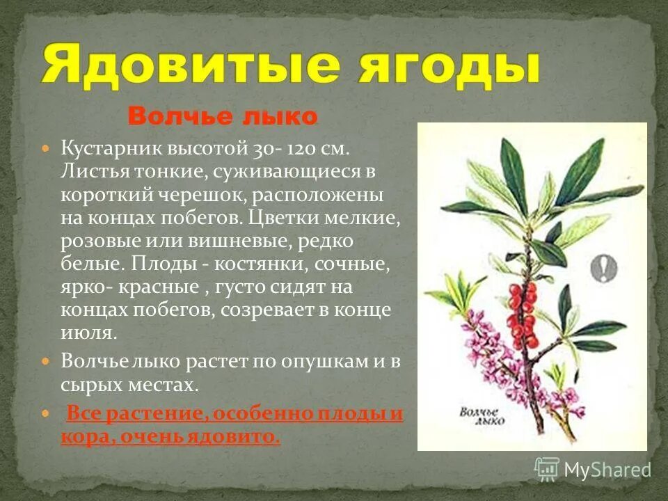 ядовитое ягодное растение волчье лыко. волчье лыко ягода. волчье лыко ядовитое растение. волчье лыко ядовитое растение 3 класс. чем опасно волчье лыко.