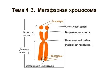 Перетяжка хромосомы