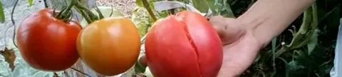 Помидоры лопаются на кустах в теплице