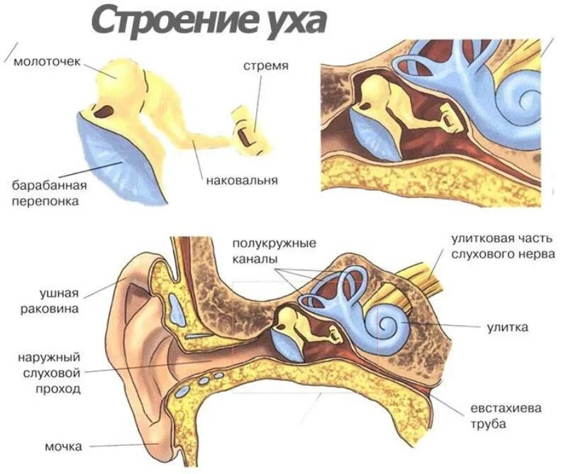 Устройство ушной раковины. Строение уха анатомия. Строение уха строение уха. Строение среднего и внутреннего уха человека. Строение органа слуха человека.