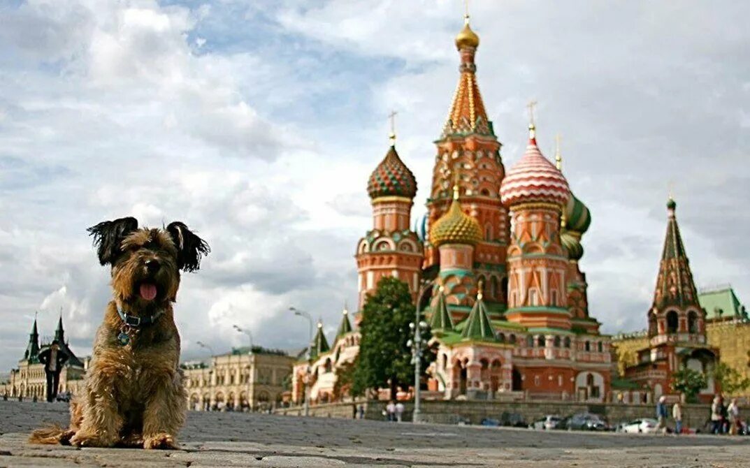 Где в москве можно с собаками. Собака на красной площади. Собака в Москве на красной площади. Площадь для собак. Собака на фоне Кремля.