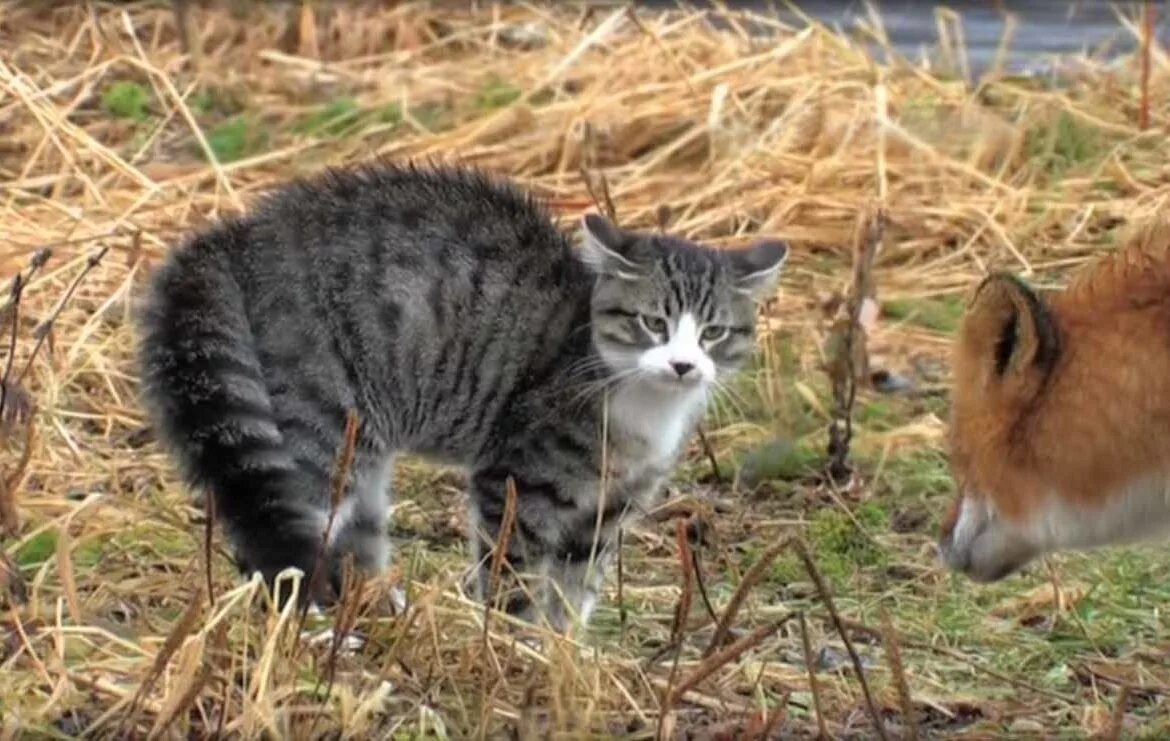 Лиса радуется. Лисса драк. Кошка домашняя лиса. Лиса и кот дерутся. Кошка-лиса корсика.
