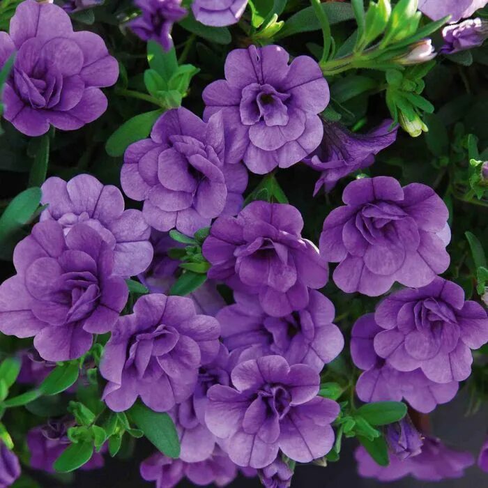 Калибрахоа calita deep yellow фото. Калибрахоа калита дабл. Калибрахоа double blue. Калибрахоа кампала нина. Калибрахоа aloha double lavender.