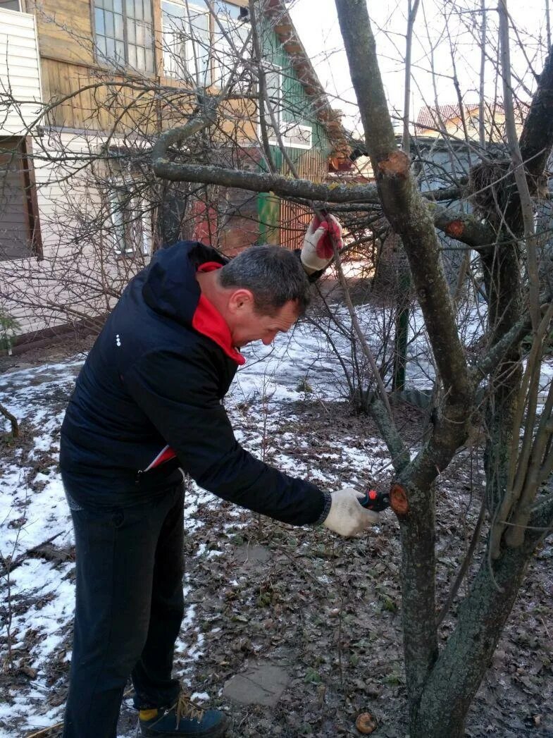 Как подрезать сливу