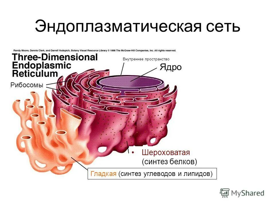 гладкая эндоплазматическая сеть 3д. эндоплазматическая сеть какое строение. эндоплазматическая сеть строение. мембраны эндоплазматической сети строение.
