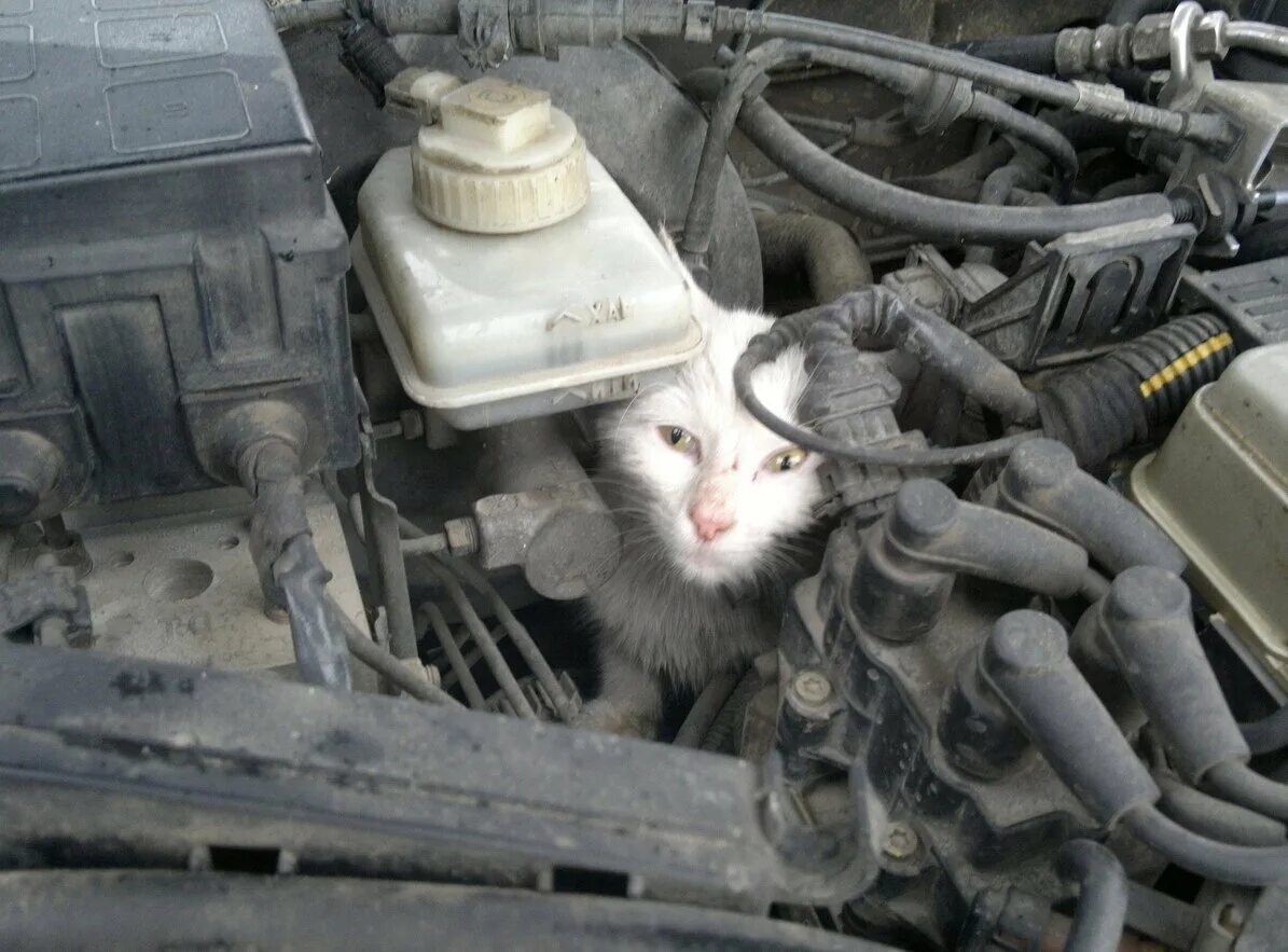 Кошка под капот. Котенок под капотом. Животные под капотом авто. Кошка под капотом машины. Кошка на капоте машины.