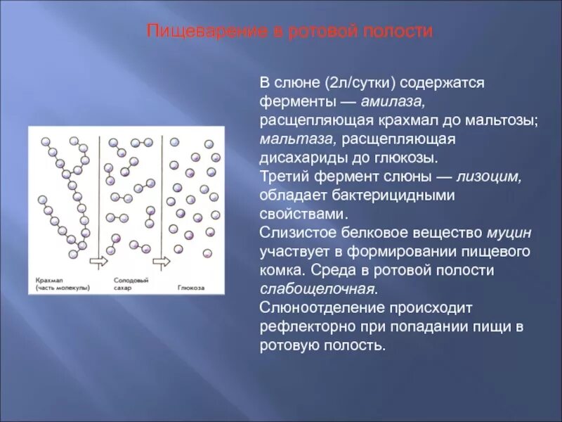 Результаты изучения условий работы ферментов слюны. Ротовая полость ферменты слюны. в ротовой полости ферменты слюны расщепляют. фермент. которые расщепляются в ротовой полости. фермент амилаза в слюне.