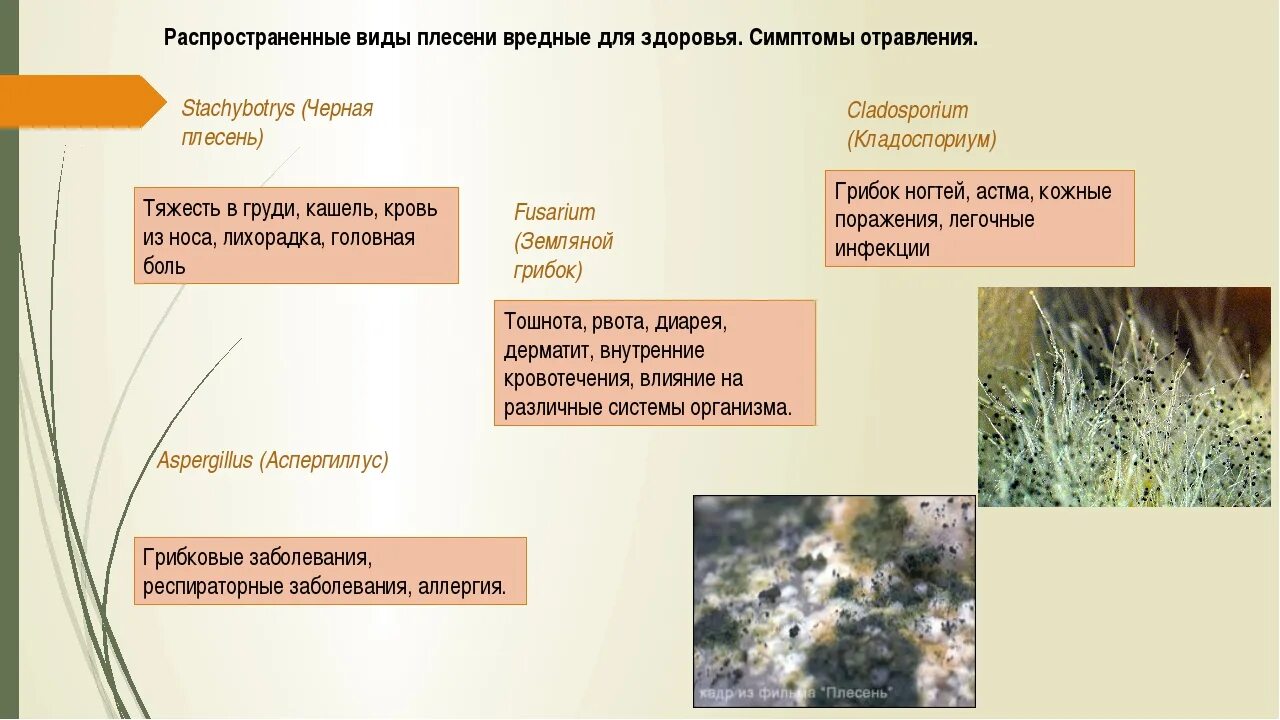 Виды плесени. Плесень виды и названия. Самый распространённый вид плесени. Распространение плесени.