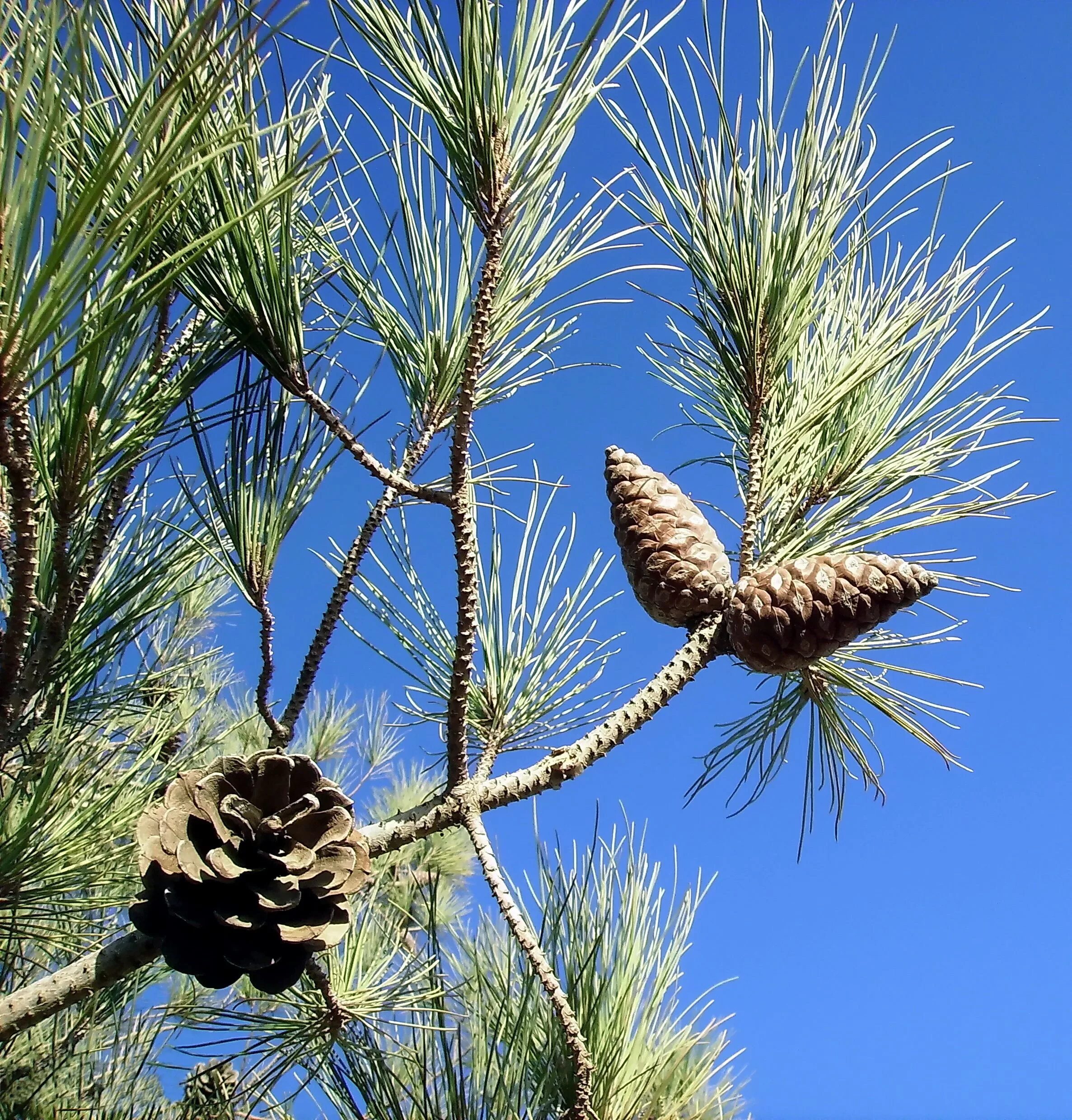 Хвойные турции. Pinus brutia. Сосна Пицундская шишки. Сосна калабрийская Pinus brutia. Сосна турецкая калабрийская.