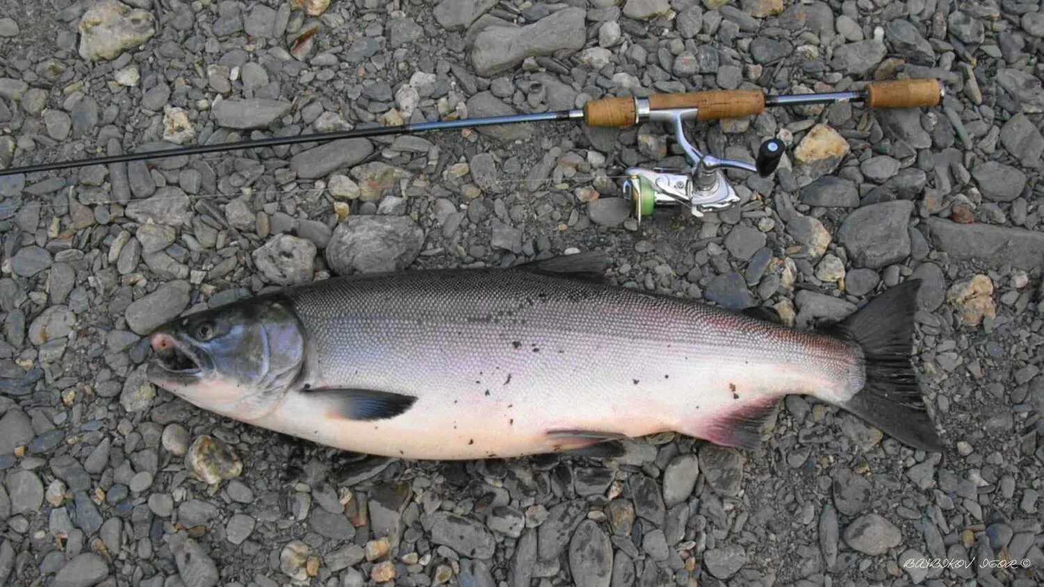 Самец горбуши как отличить. Кижуч Тихоокеанский лосось. Кижуч (Oncorhynchus kisutch). Лосось чавыча. Чавыча самка.