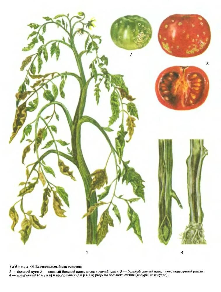 Вид стебля томата. Строение стебля помидора. Плод томата биология. Столбур плодов томатов. Вид стебля томата.