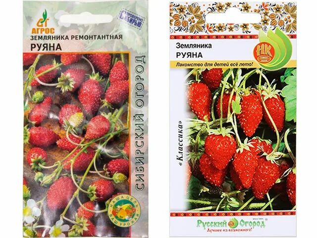 Земляника ремонтантная руяна. Земляника руяна описание сорта отзывы садоводов. Земляника руяна описание сорта отзывы садоводов. Земляника ремонтантная сорт руяна. Клубника растет.