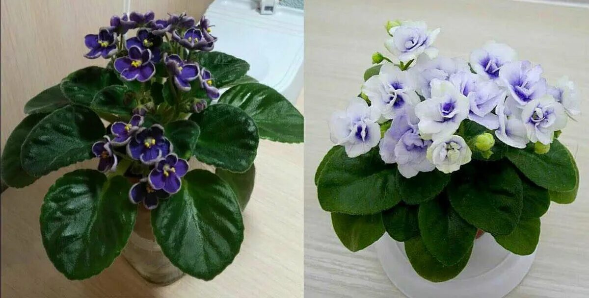 Метаморфоза спорт фиалка. Фиалка рейнинг бьюти. Фиалка мадам клико. Фиалка спорт фото. Сорт фиалки спорт.