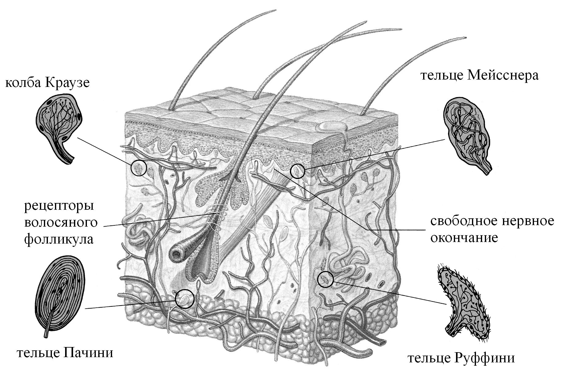 Температурные рецепторы кожи тельца Руффини колбы Краузе. Колбы Краузе и тельца Руффини. Тельца Руффини тепловые рецепторы. Тактильные рецепторы кожи тельца.